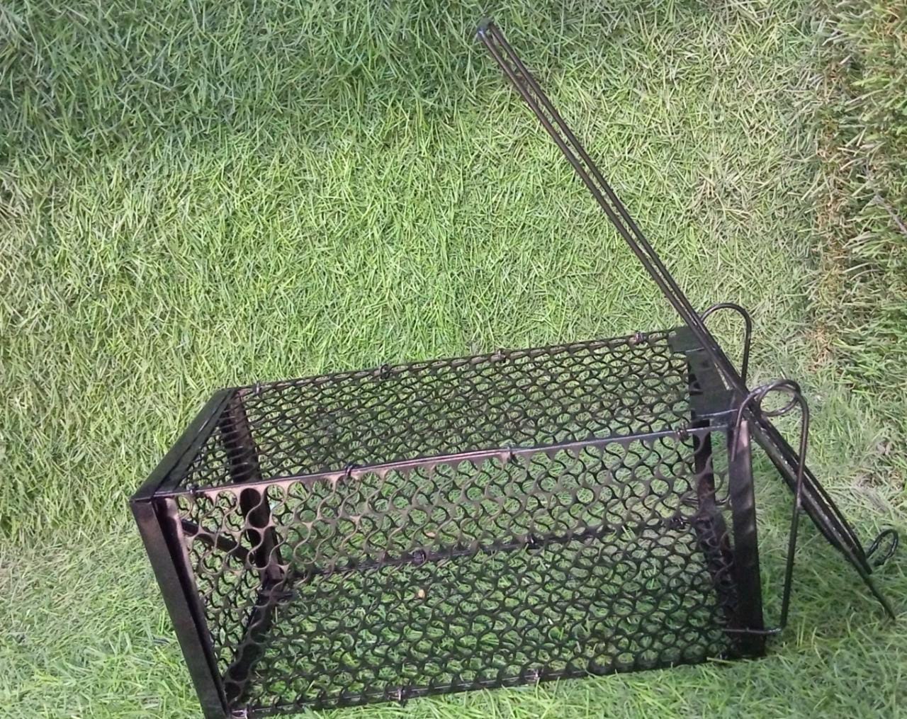 Small live trap cage for rats and mice. Small live trap cage for rats and mice.